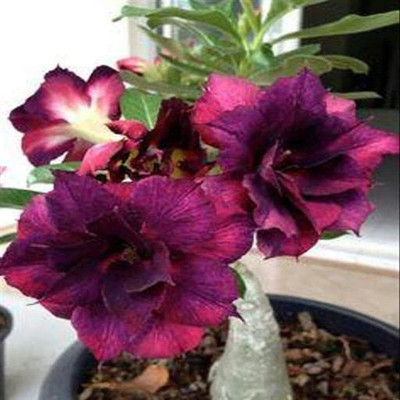 Bakuchi Adenium Plant(Hybrid, Pack of 1)