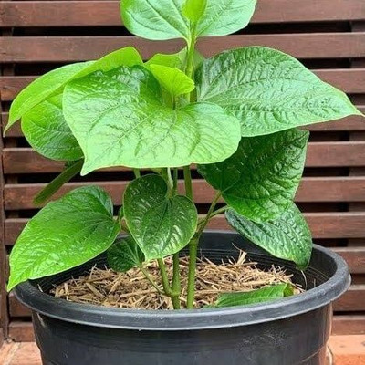 SHREYAGREEN Betel Leaf Plant(Hybrid, Pack of 1)