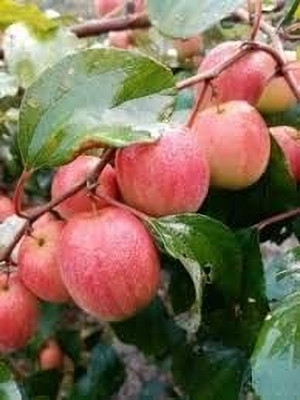 Cloud Farm Ber Apple Plant(Hybrid, Pack of 1)