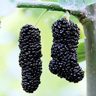 FURYHUB Shahtoot/Mulberry Plant(Hybrid, Pack of 1)