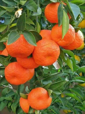 PB honey priya plant Orange Plant(Hybrid, Pack of 1)