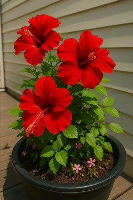 Cloud Farm Hibiscus Gudhal Flower Plant(Hybrid, Pack of 1)