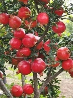 APOSOLUARD Pomegranate Plant(Hybrid, Pack of 1)