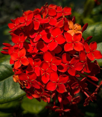 Aquinnah Graden Money Plant(Hybrid, Pack of 1)