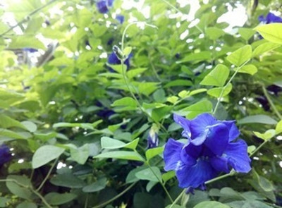 NATURESNURSERYY Aparajita/ Butterfly Pea Plant(Hybrid, Pack of 1)