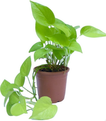 Linaa Money Plant(Hybrid, Pack of 1)