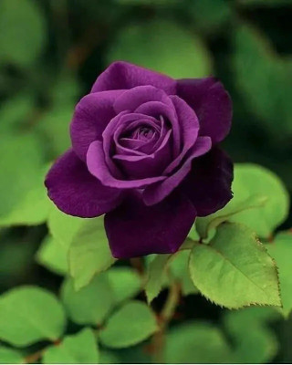 GLOBQRO Rose Plant(Hybrid, Pack of 1)