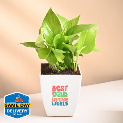 Floweraura Money Plant(Hybrid, Pack of 1)