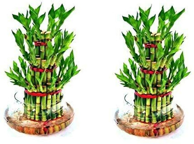 BALA PLANT CREATION Three Layer Bamboo Plant(Hybrid, Pack of 1)