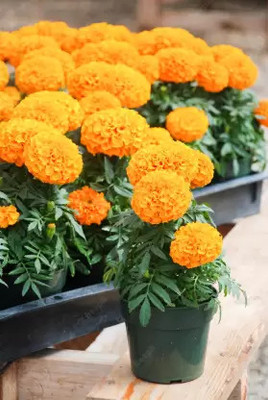DreamNursary Marigold Plant(Hybrid, Pack of 1)