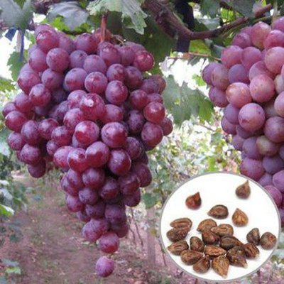 Aywal Angur Seed(40 per packet)