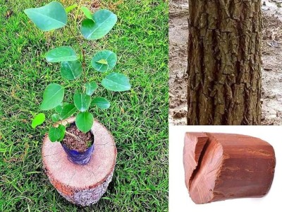 Cloud Farm Red Sandalwood Plant(Hybrid, Pack of 1)