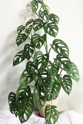 Ukanda Philodendron Plant(Hybrid, Pack of 1)
