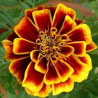 Aywal Hybrid Mix Marigold Seed(10 per packet)