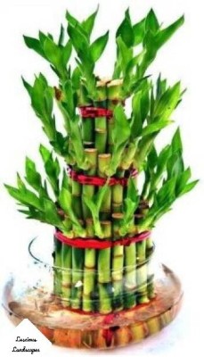 BALA PLANT CREATION Two Layer Bamboo Plant(Hybrid, Pack of 1)