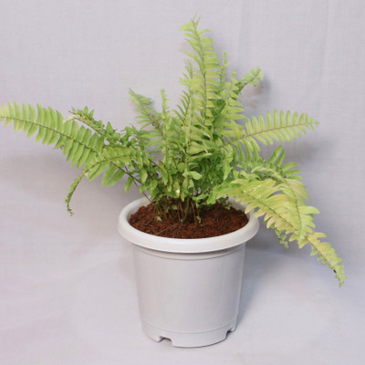 SARBAMANGALA NURCERY Golden Boston Fern(Pack of 1)