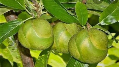 MONDAL Calathea Plant(Pack of 1)