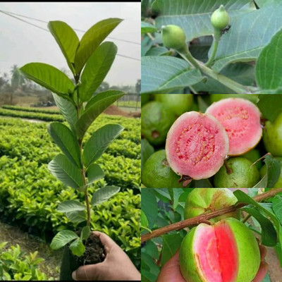 Cloud Farm Guava Plant(Hybrid, Pack of 1)