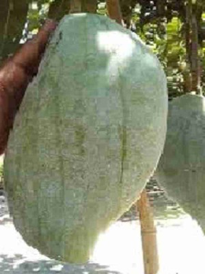 THE BHOWMICK Mango Plant(Hybrid, Pack of 1)