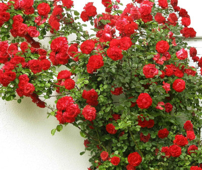 UNIFRESH Rose Plant(Hybrid, Pack of 1)