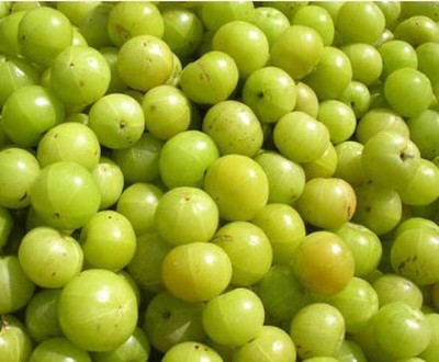 Green view Amla Plant(Hybrid, Pack of 1)