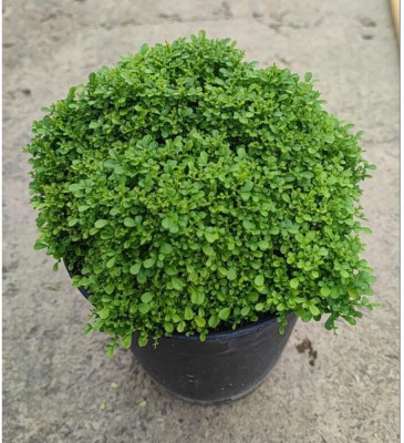 LtSurya Enterprise Madhu Kamini Plant(Hybrid, Pack of 1)