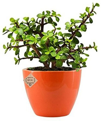 Ukanda Jade Plant(Hybrid, Pack of 1)