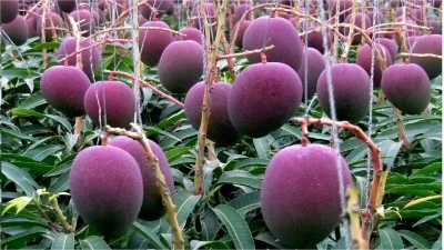 AquinnahGaden Mango Plant(Hybrid, Pack of 1)