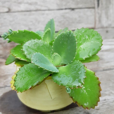 Ukanda Bryophyllum Pinnatum/Patharchatta Plant(Hybrid, Pack of 1)