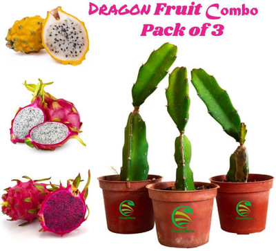 Cloud Farm Dragon Tree(Hybrid, Pack of 3)
