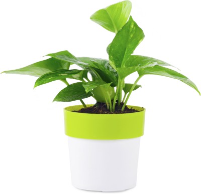 PI AGRO FARM Money Plant(Hybrid, Pack of 1)