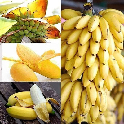 Kunj Plantation Banana Plant(Pack of 1)