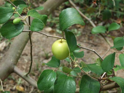 GreensFord Ber Apple Plant(Hybrid, Pack of 1)