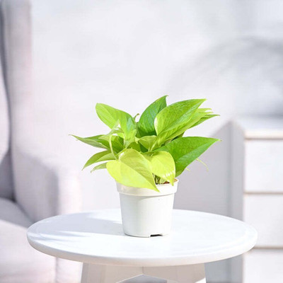UGAOO Golden Money Plant(Pack of 1)