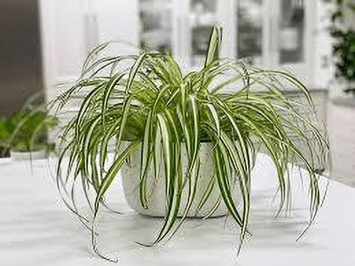 ABEFARIYA Spider Plant(Hybrid, Pack of 1)