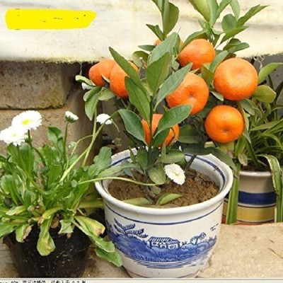 EVY Orange Plant(Hybrid, Pack of 1)