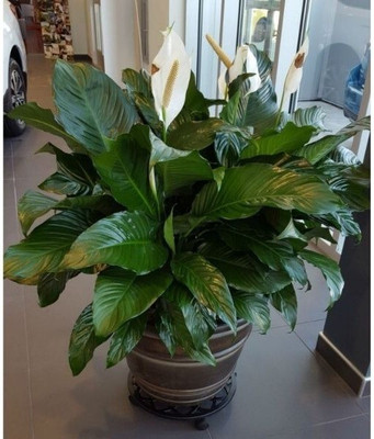 the green dotcom Peace Lily Plant(Hybrid, Pack of 1)