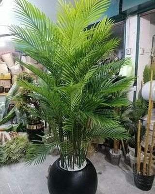 MAITRA AND SONS Areca Palm(Hybrid, Pack of 1)