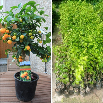 samarthgreen Orange Plant(Hybrid, Pack of 1)