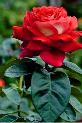 PLaNeTree Rose Plant(Hybrid, Pack of 1)