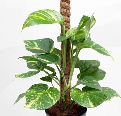 LeafLinkPlants Money Plant(Hybrid, Pack of 1)