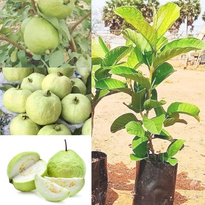 fuegoasiss Guava Plant, Amra Plant(Hybrid, Pack of 1)