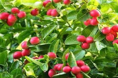 Shree krishna bhander Karonda Plant(Pack of 1)