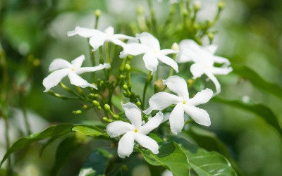 AFARTIOBINA Jasmine Plant(Hybrid, Pack of 1)