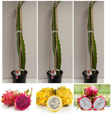 Cloud Farm Dragon Tree(Hybrid, Pack of 3)
