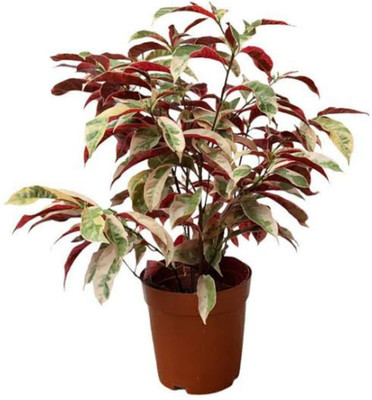 laila majnu tree Ajwain Plant(Hybrid, Pack of 1)