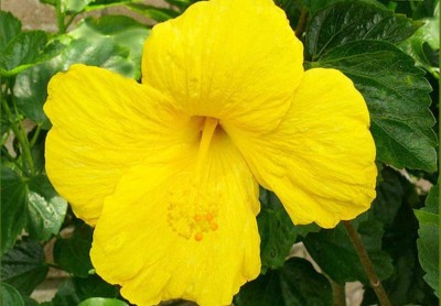 ABC Hibiscus Plant(Hybrid, Pack of 1)