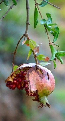PLaNeTree Pomegranate Plant(Hybrid, Pack of 1)