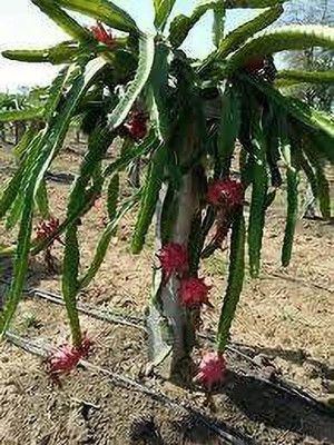 Aquinnah Dragon Tree(Hybrid, Pack of 1)