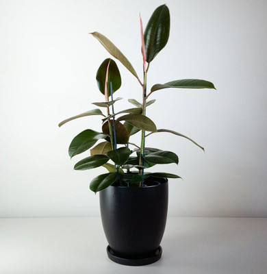 MiracleGarden Rubber Tree(Hybrid, Pack of 1)